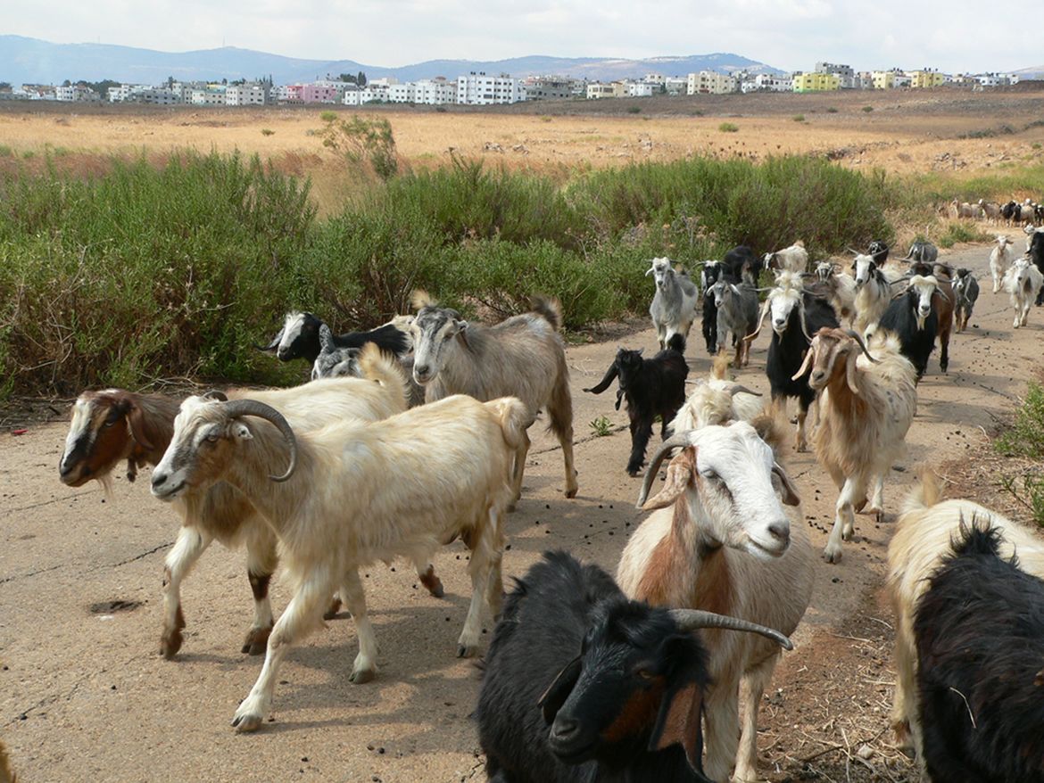 Rymblog goats 2000wide