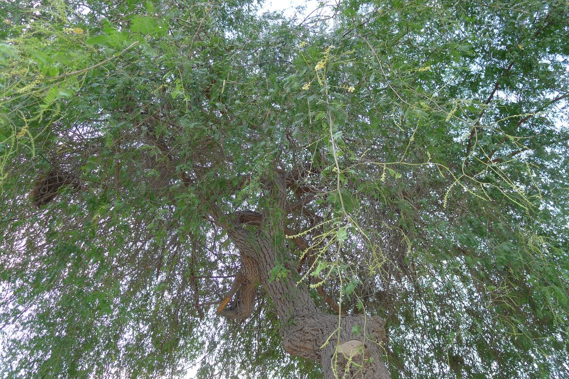 Moblog morning tree 2000x1331 20