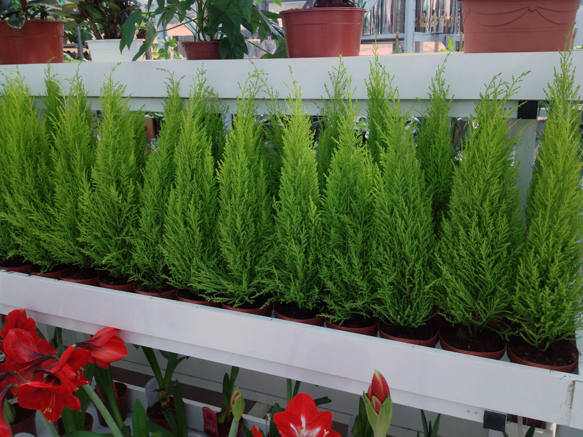Rajaak blog01 plant